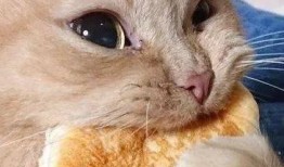 娱乐吃瓜君二豆猫,揭秘娱乐圈那些不为人知的幕后故事